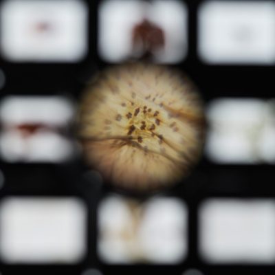 the branch the fork the harrow-61